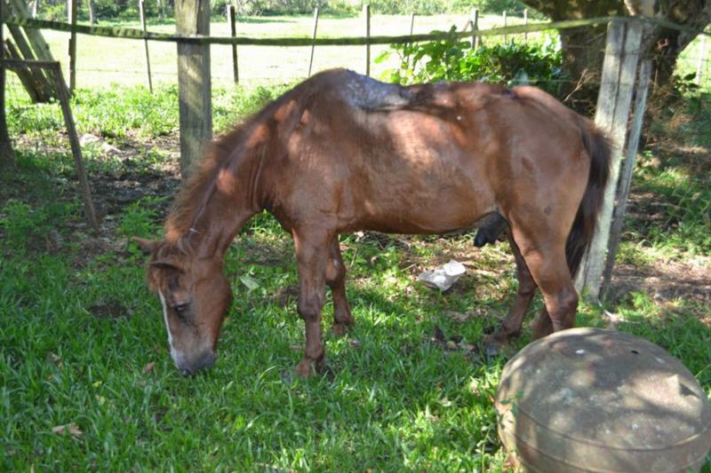 Vereadores aprovam lei que multa em mais de R$ 2 mil quem maltratar animais