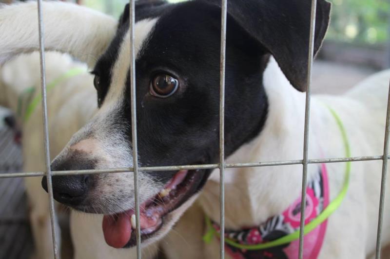 Em três meses, 218 animais esterilizados em convênio com Santa Cruz