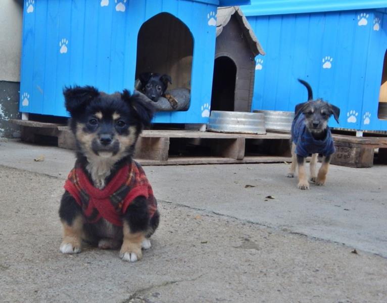 50 cães esperam por uma família no Canil Municipal de Santa Cruz