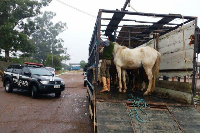 Ação contra maus-tratos aos animais é deflagrada em Porto Alegre