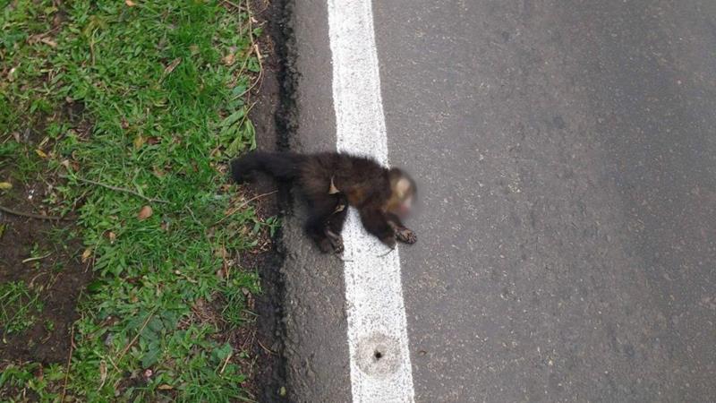 Mesmo com placas de sinalização, macaco é atropelado no Acesso Grasel