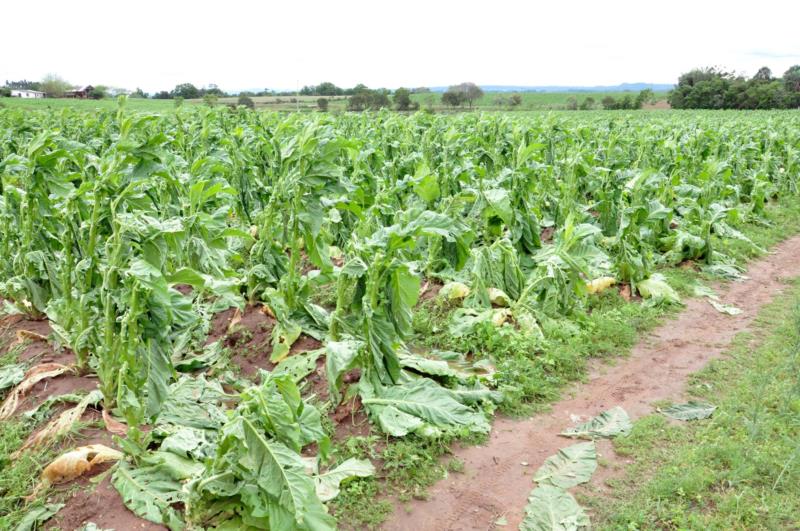 Lavouras de tabaco de Santa Cruz e Candelária foram as mais atingidas