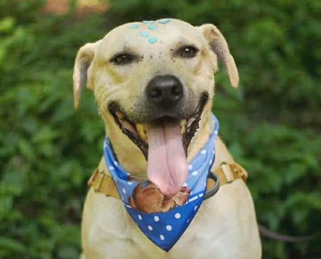 Feriado para adotar animais em Santa Cruz