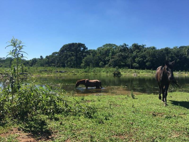 ONG Cavalo de Lata realiza campanha para comprar sede