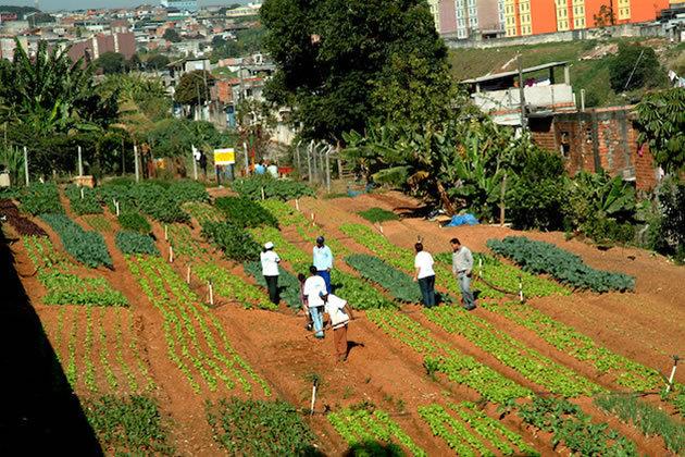 Câmara aprova projeto que institui Hortas Comunitárias