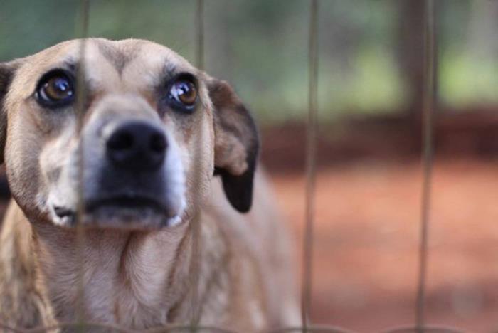 Sancionada lei que pune a prática de maus-tratos aos animais em Candelária