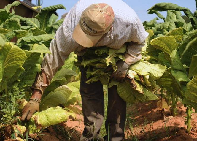 Brasil ainda não aderiu ao protocolo para combater mercado ilegal de tabaco