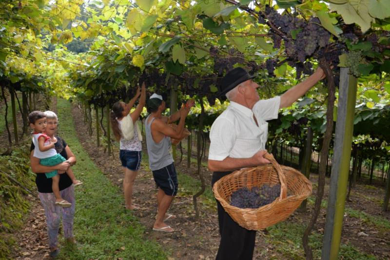 Aberta a colheita da uva em Herval de Baixo