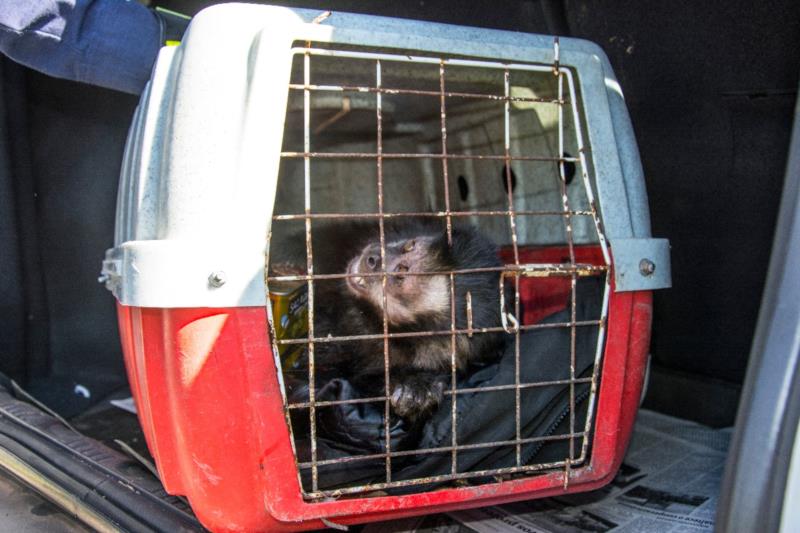 Após dias de sofrimento no Parque da Gruta, macaco é capturado