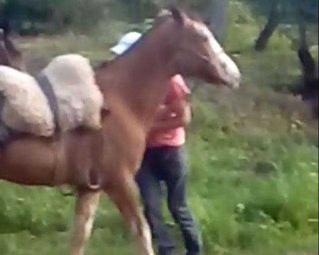 Polícia busca localização de animal que teria sofrido abuso