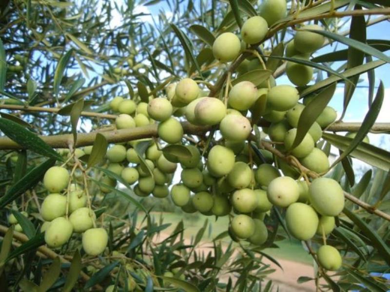 Abertura da colheita de oliveiras é realizada em Pantano Grande