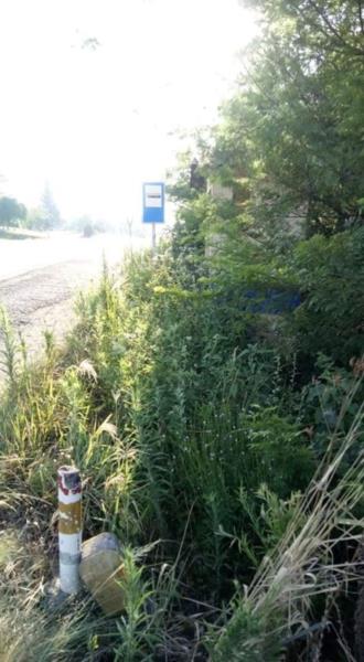 Moradores reclamam de mato em parada de ônibus na RSC-287