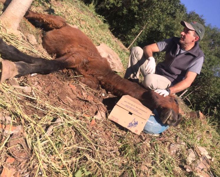 Santa Cruz recebe média de cinco denúncias de maus-tratos a equinos ao mês