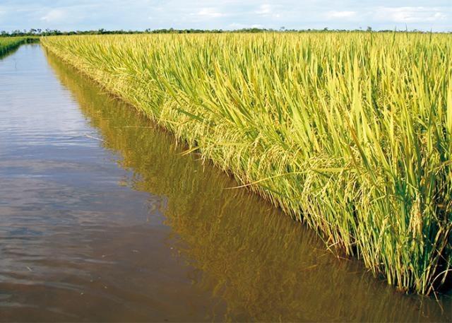 Próximos dias serão favoráveis para o plantio de arroz no RS