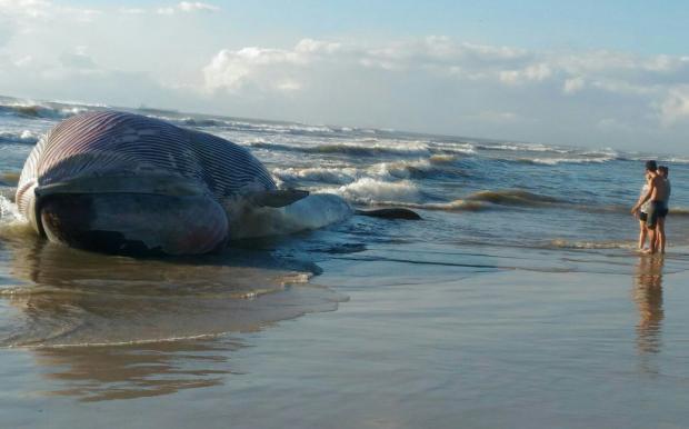 Baleia encalha em praia do Rio Grande do Sul