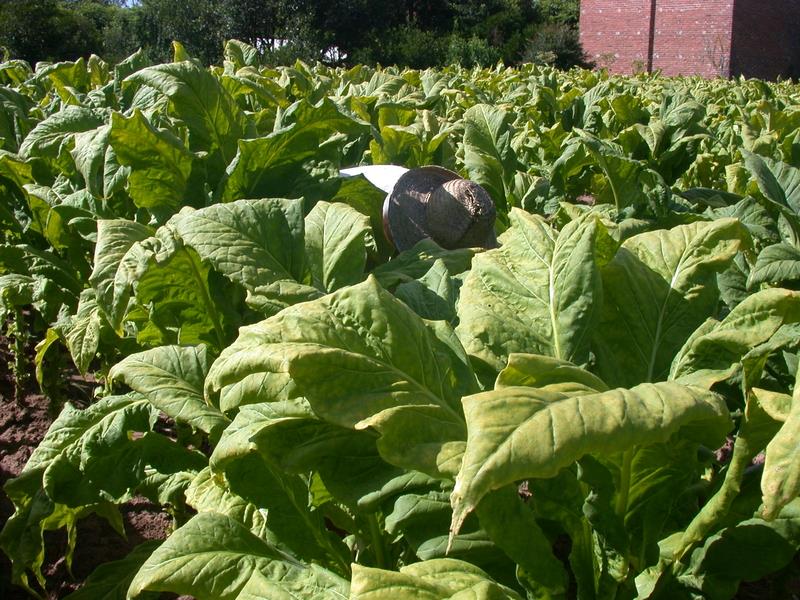 Encontro de negociação do preço do tabaco encerra sem acordo