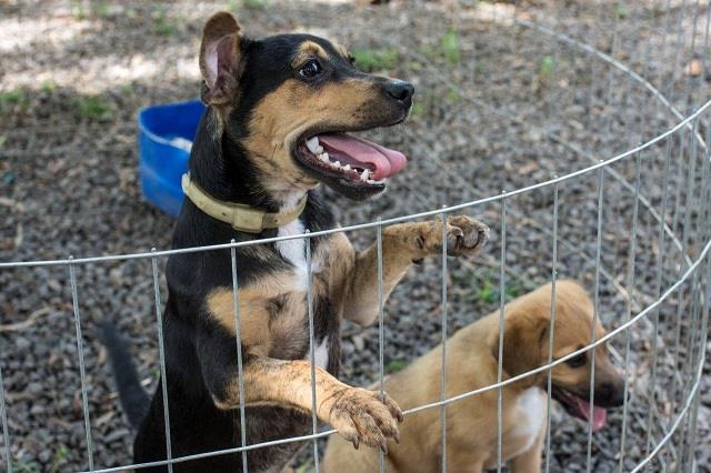 Inscrições para o programa de castração animal iniciam em Venâncio