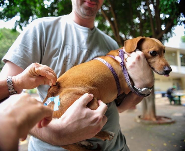 Campanha de vacinação em cães e gatos ocorre em Vera Cruz