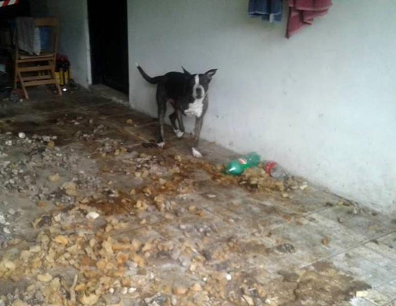 Cachorro é encontrado trancado em casa abandonada em Santa Cruz