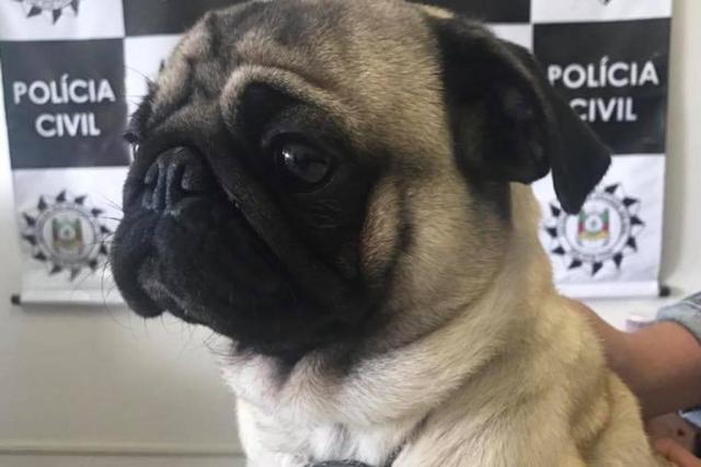 Longe da família há 9 meses, cão é encontrado pela Polícia Civil