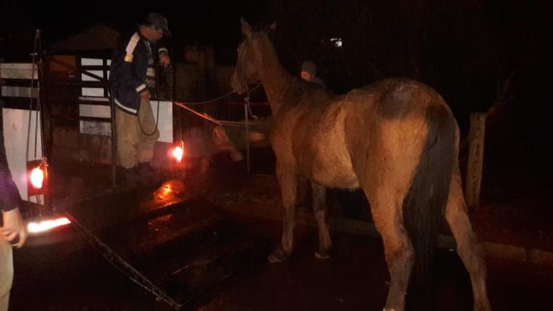 Quatro cavalos são apreendidos na primeira noite de fiscalização em Cachoeira do Sul