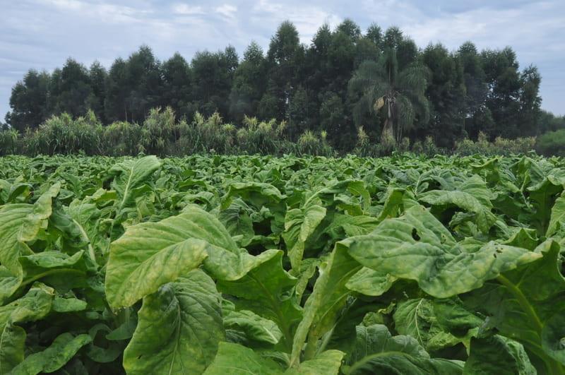 Abertura Oficial da Colheita do Tabaco ocorre nesta sexta-feira em Arroio do Tigre