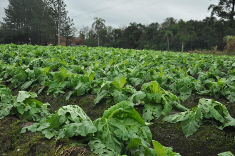 Balanço da Afubra aponta para mais de mil propriedades atingidas pelo granizo na região