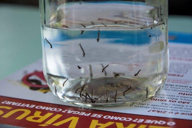 Focos do mosquito Aedes aegypti aumentam em Santa Cruz