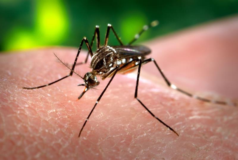 Registrado primeiro caso de dengue no Estado