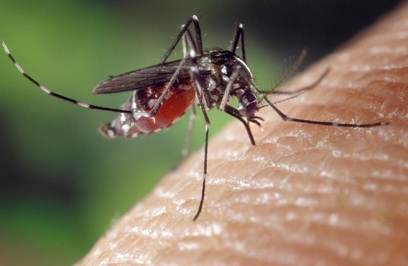 Encontrado foco do mosquito da dengue no Bairro Brígida, em Venâncio Aires