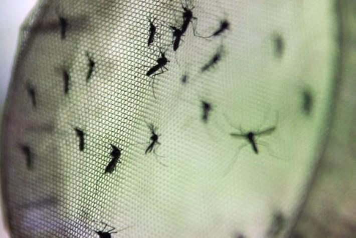 Brasil poderá ter vacina contra a dengue em 2019