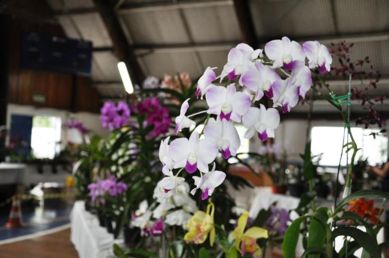 Exposição traz a beleza das orquídeas