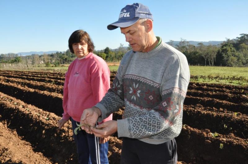 Geada atinge mudas de tabaco em Vera Cruz