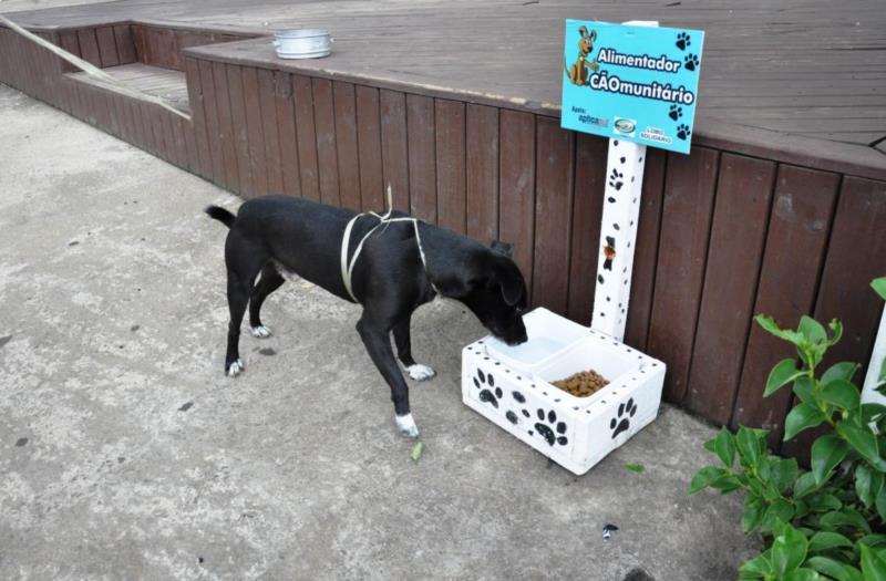 Vera-cruzenses podem  alimentar cães de rua