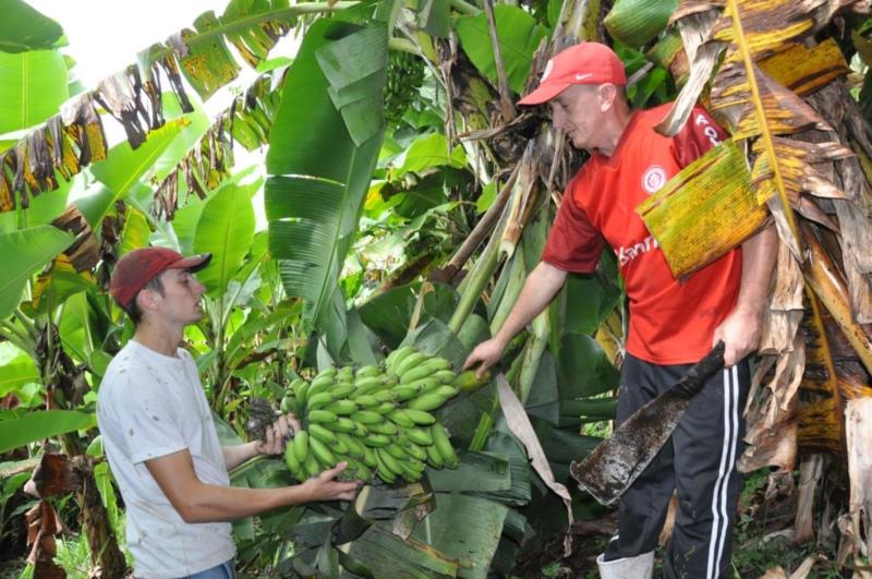 Produtor se destaca pela produção de banana no interior de Santa Cruz