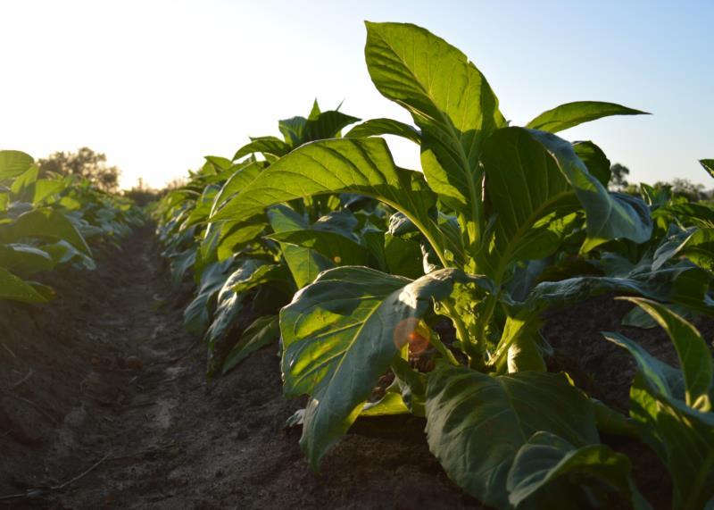 Safra de tabaco fecha em 633 mil toneladas