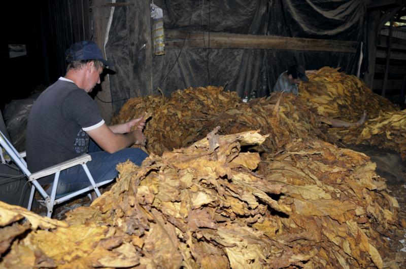 Com comercialização suspensa, tabaco se acumula nos galpões