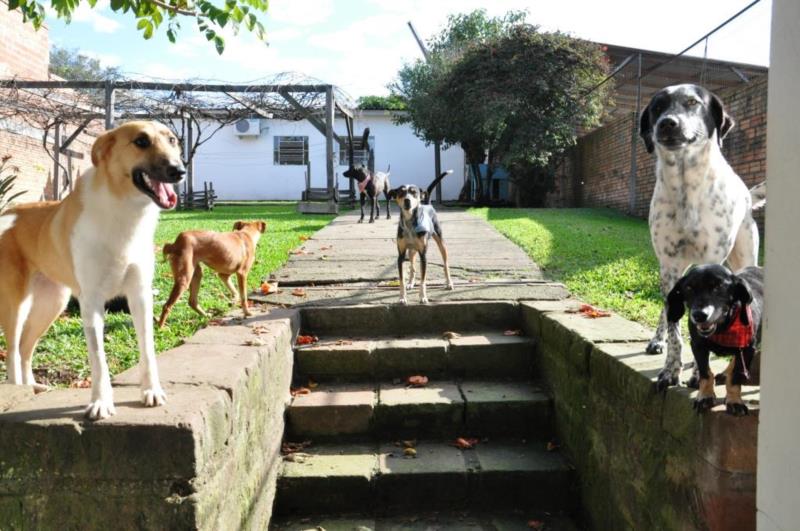 21 cães estão à espera de um lar em Vera Cruz