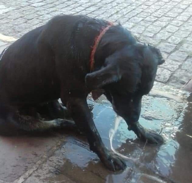 Casos de envenenamento de cães deixam comunidade de Rio Pardo em alerta