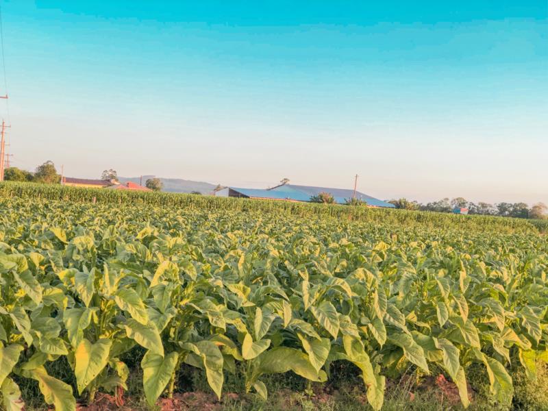 Colheita do tabaco atinge cerca 95% em Venâncio Aires