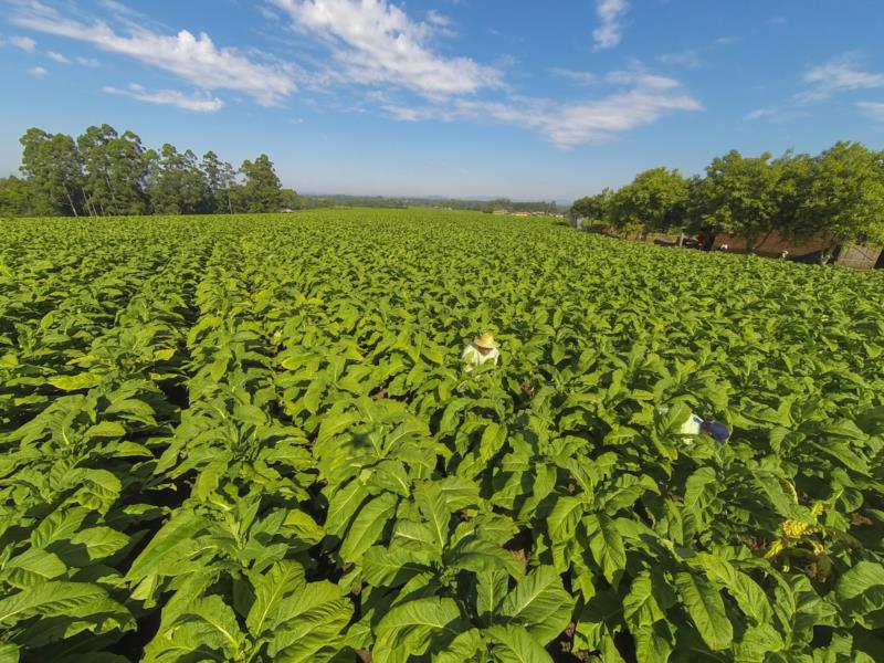 Delegações de 22 países participam de evento mundial sobre tabaco em Santa Cruz do Sul