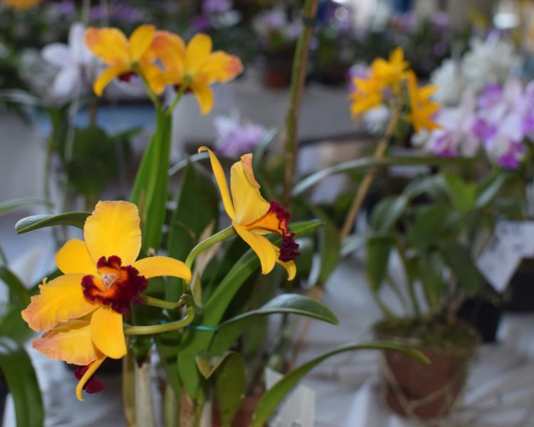 Clube Vera Cruz com o perfume e a beleza das orquídeas