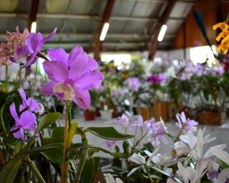 Exposição de Orquídeas é programa para este fim de semana em Vera Cruz