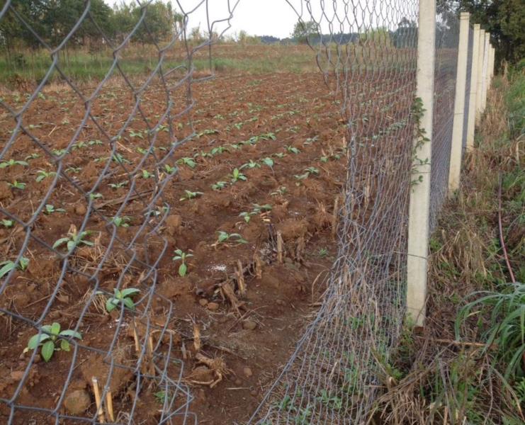 Chácara é invadida e mudas frutíferas são furtadas