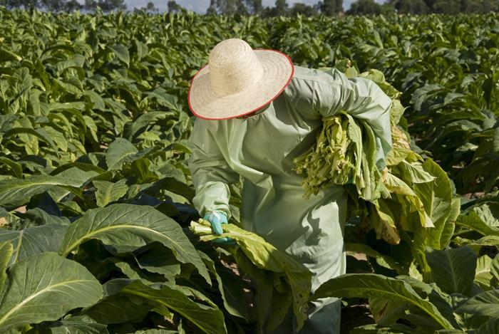 Primeira abertura oficial da colheita do tabaco acontece em Venâncio Aires