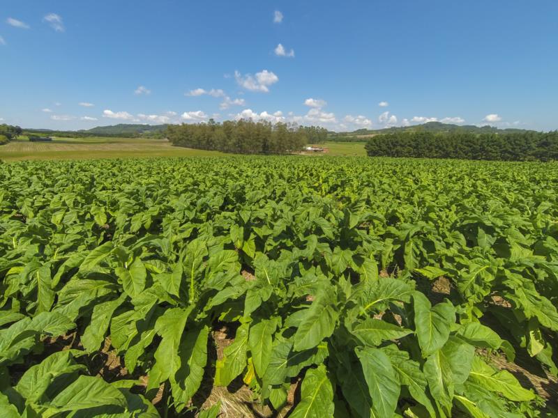 Agro-Phyto reunirá especialistas em tabaco em Santa Cruz