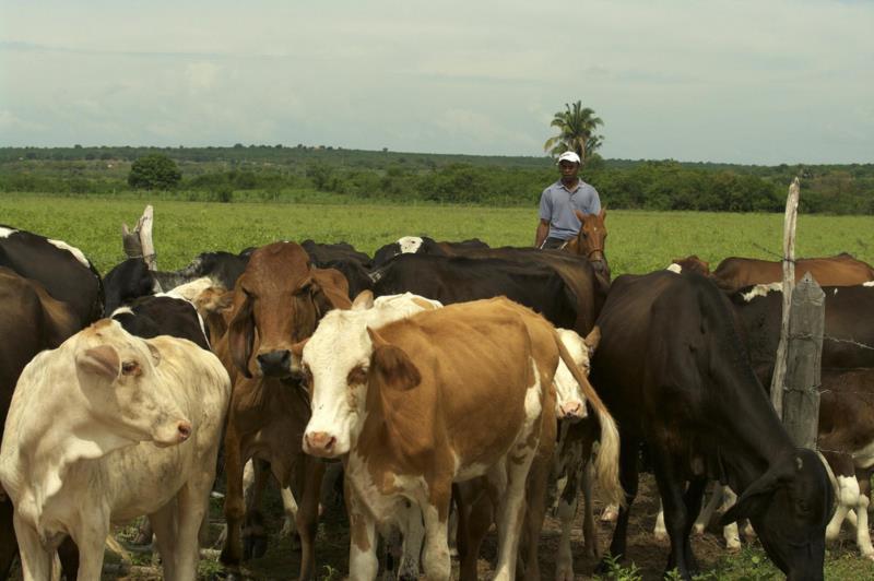 Secretaria de Agricultura recebe inscrições para inseminação de gado leiteiro