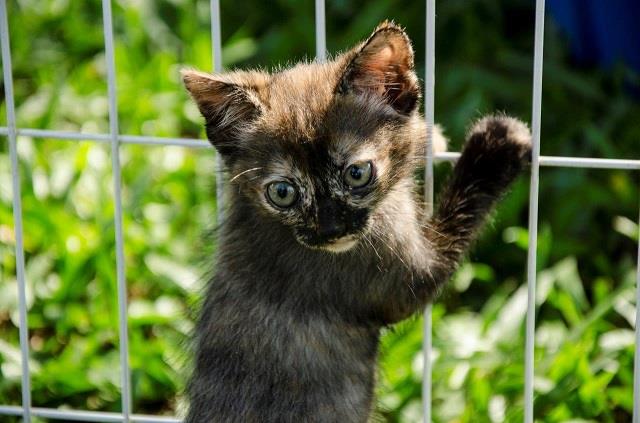 Folheteria orienta a população sobre cuidados com os animais