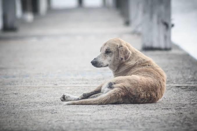 Senado deve votar projeto que proíbe sacrifício de animais de rua