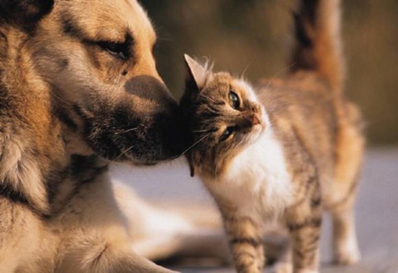 Colégio Luiz Dourado realiza feira de adoção de cães e gatos neste sábado